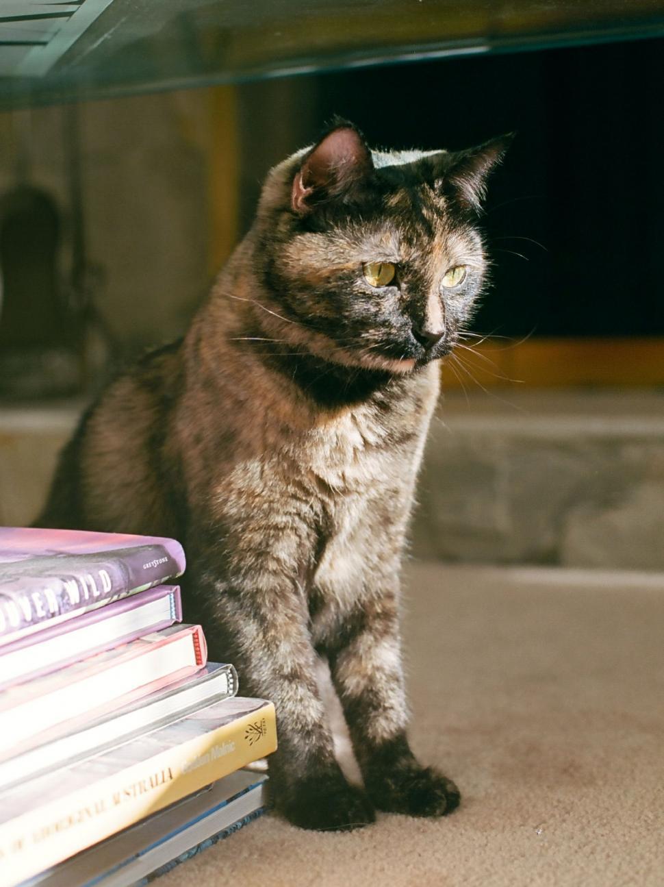 Free Image of Cat Sitting Next to Stack of Books 
