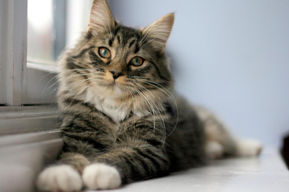 Free Image of cat feline domestic cat animal tabby domestic animal kitten pet fur kitty domestic cute mammal whiskers pets egyptian cat furry eyes looking eye portrait animals tiger cat hair adorable grey striped face breed look curious purebred fluffy curiosity soft nose 