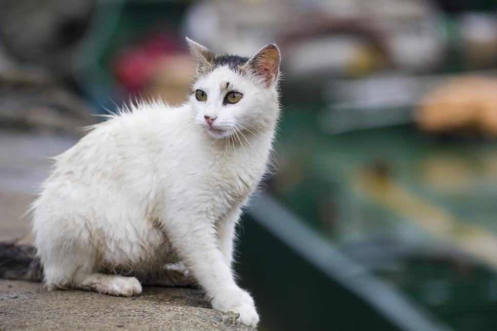 Free Image of White Cat Sitting on Top of a Cement Wall 