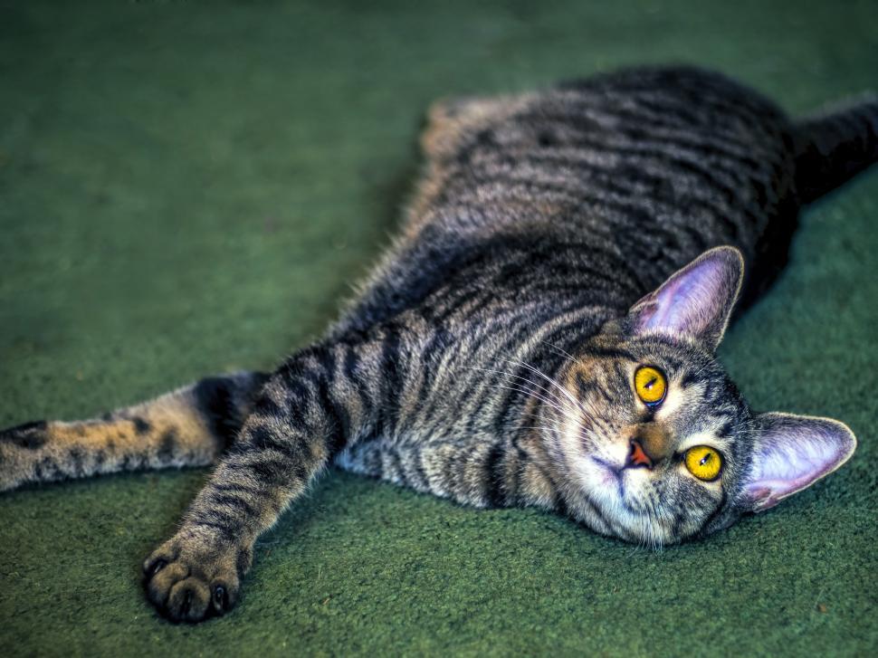 Free Image of Gray and Black Cat Laying on Green Carpet 
