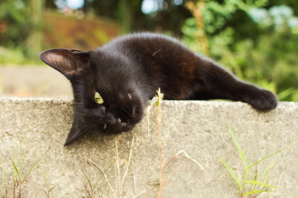 Free Image of Black Cat Laying on Top of Cement Wall 