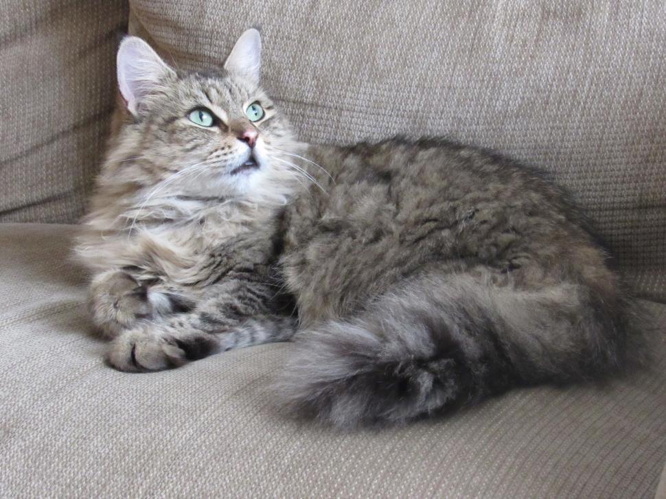 Free Image of Long Haired Cat Laying on Couch 