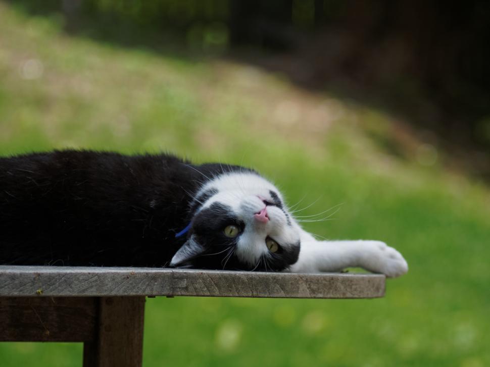 Free Image of Black and White Cat Laying on Wooden Table 