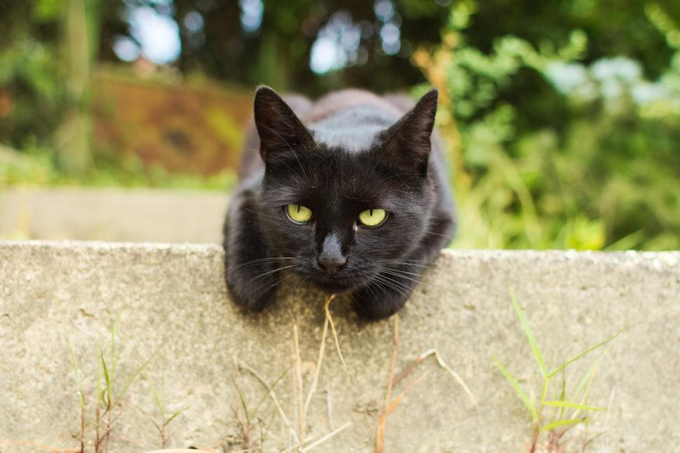 Free Image of Black Cat Sitting on Top of Cement Wall 