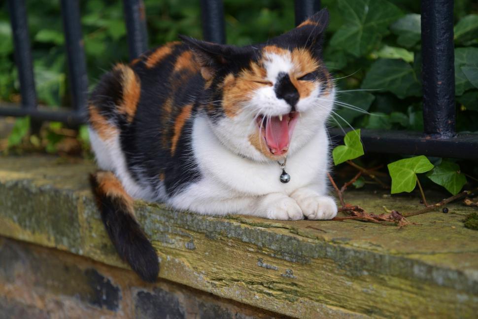 Free Image of Calico Cat Yawns on Ledge 