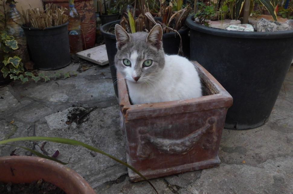 Free Image of Gray and White Cat Sitting in Planter 