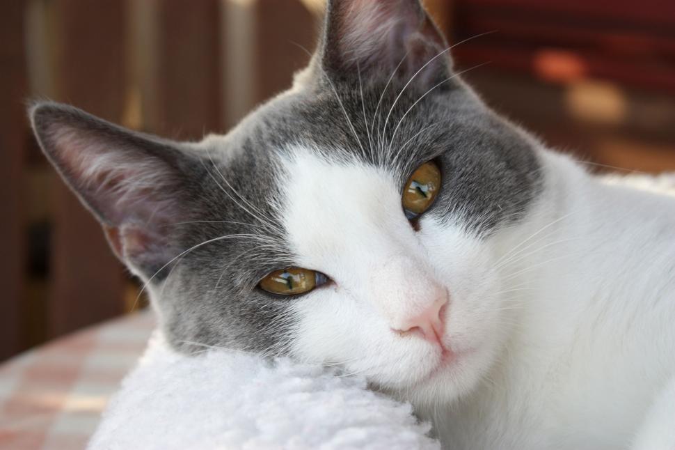 Free Image of Gray and White Cat Laying on Top of a Bed 