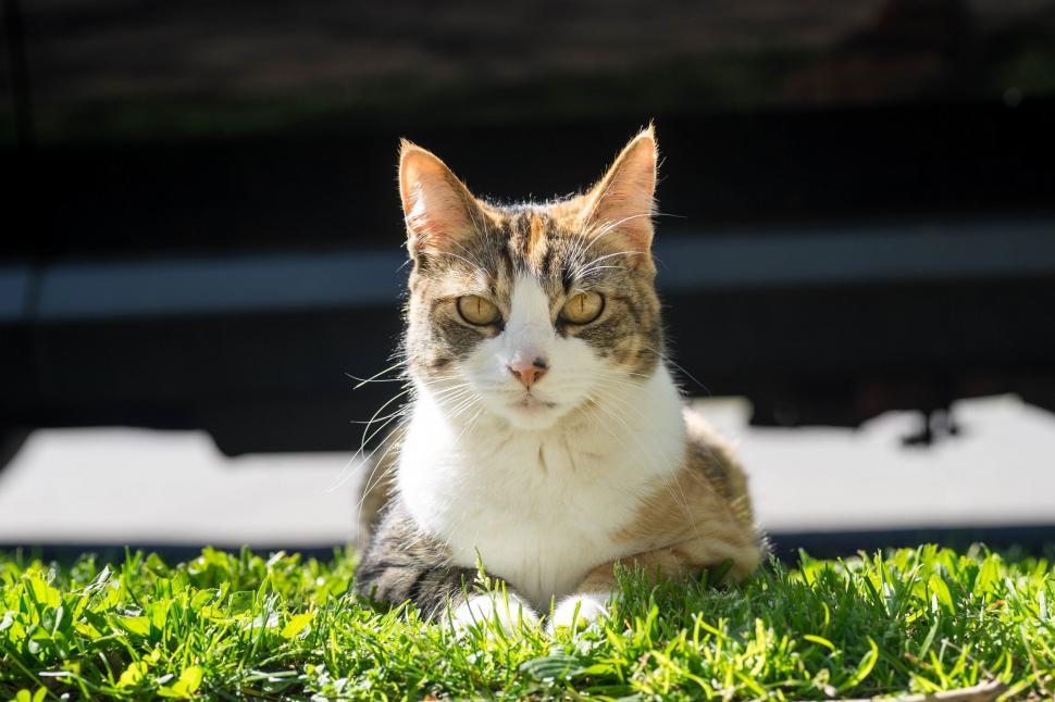 Free Image of Cat Sitting in Grass Looking at Camera 