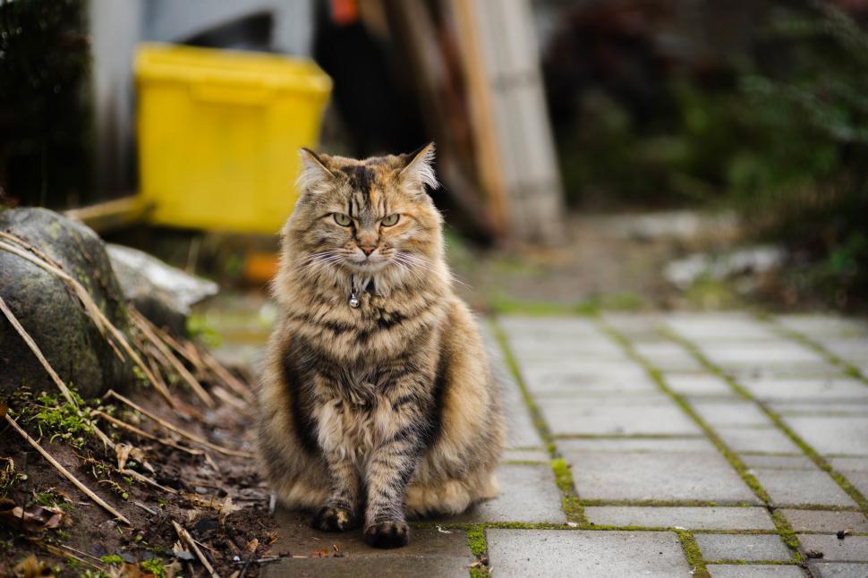 Free Image of Cat Sitting on Brick Walkway 