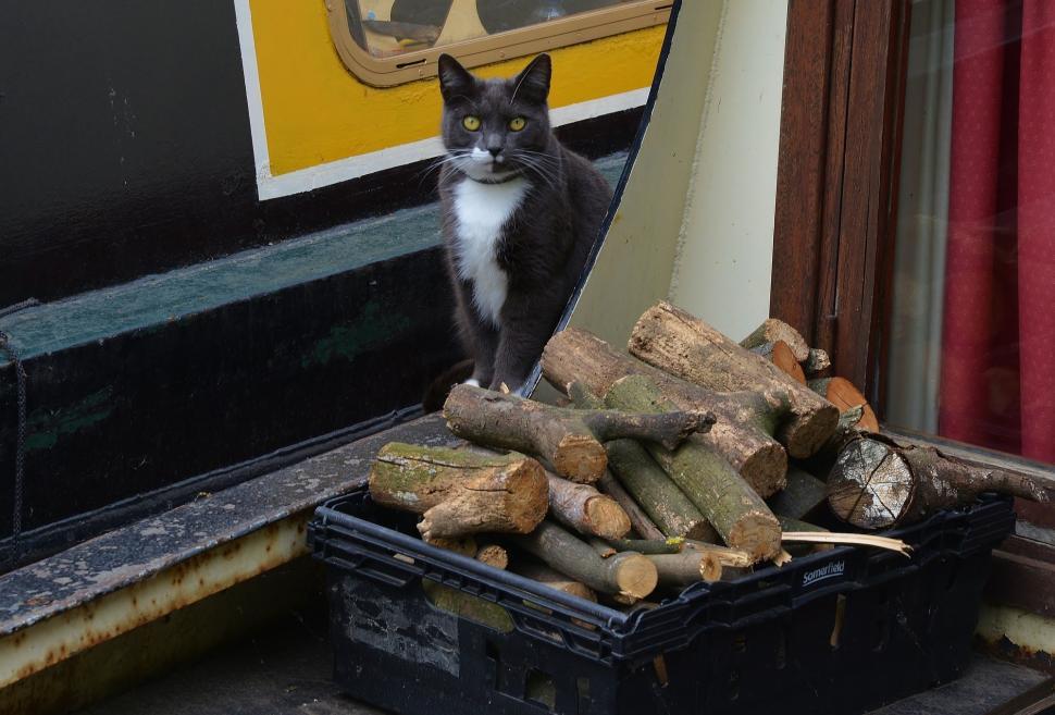 Free Image of Black and White Cat Sitting on Top of a Pile of Wood 