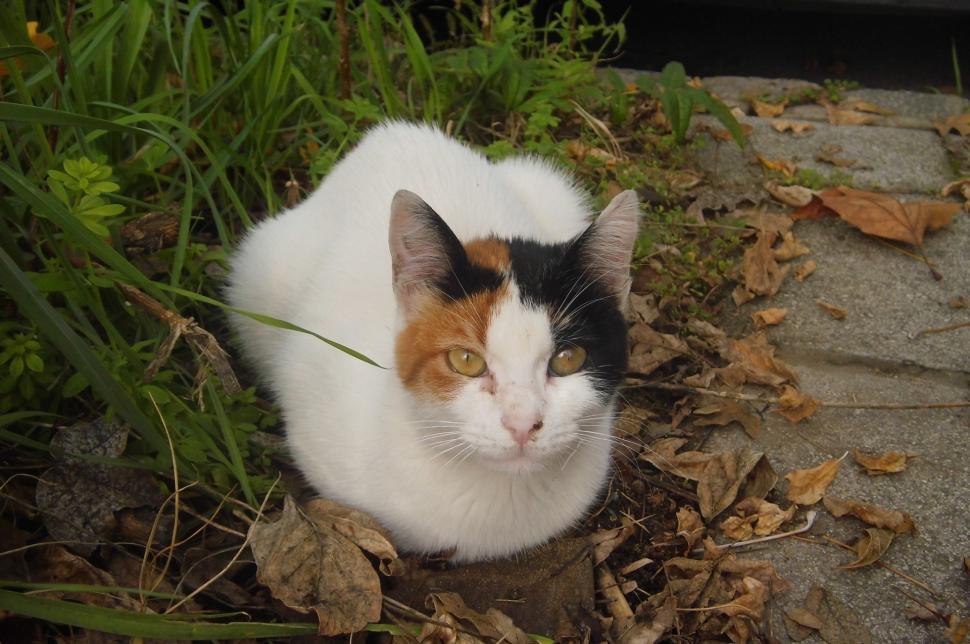 Free Image of Calico Cat Sitting in Grass 