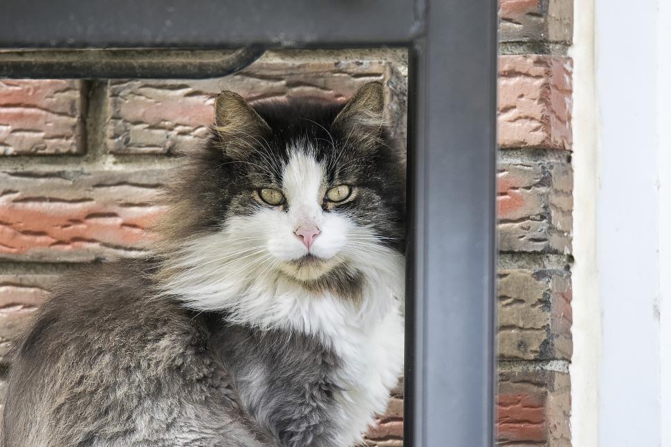 Free Image of Grey and White Cat Sitting on Top of a Brick Wall 