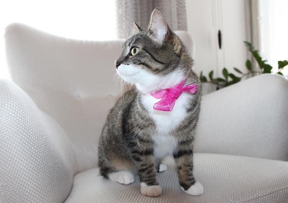 Free Image of Cat Wearing Pink Bow Tie Sitting on Couch 