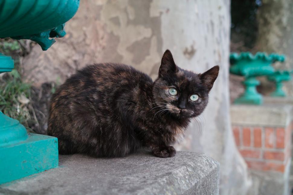 Free Image of Black Cat With Blue Eyes Sitting on Ledge 