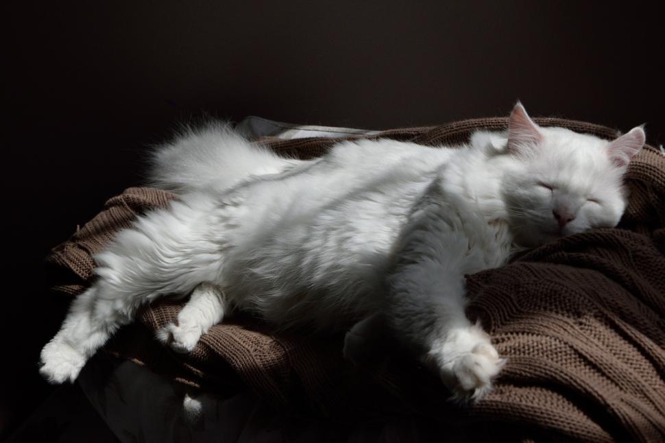 Free Image of White Cat Sleeping on Top of a Blanket 
