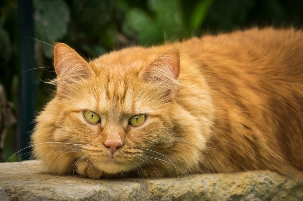 Free Image of Large Orange Cat Laying on Top of a Rock 
