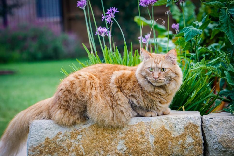 Free Image of Cat Sitting on Rock in Garden 