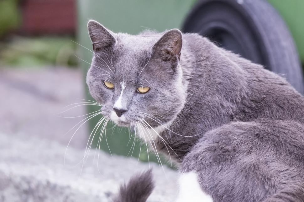 Free Image of Gray and White Cat Sitting Next to Green Car 