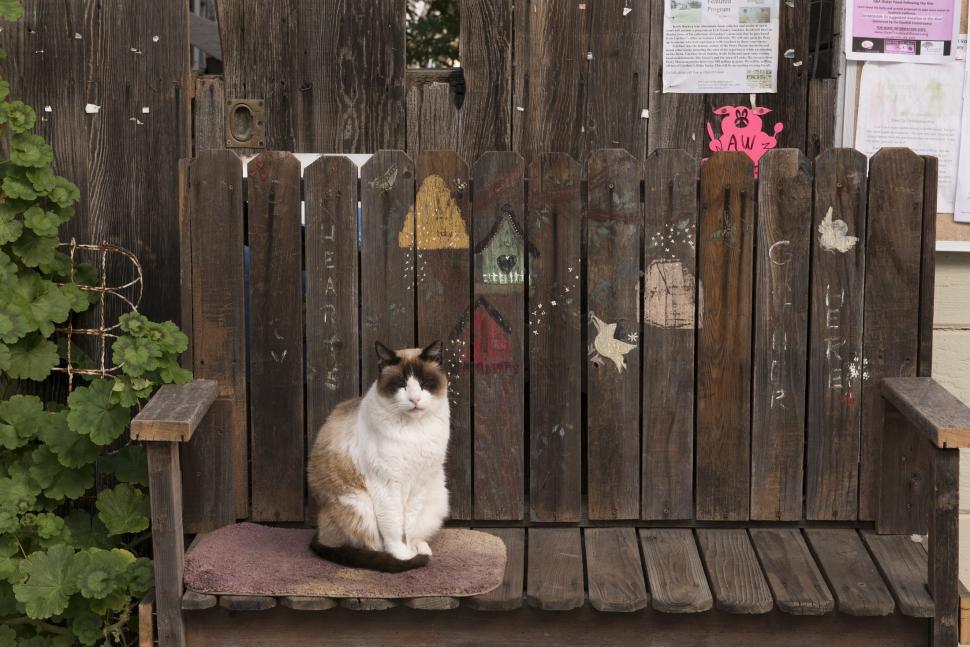 Free Image of Cat Sitting on Bench in Front of Wooden Fence 