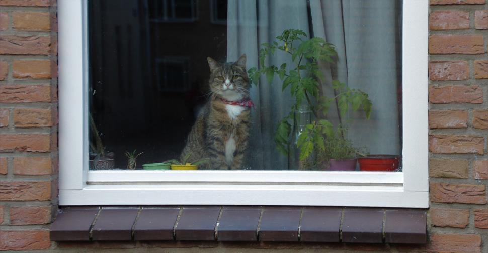 Free Image of Cat Sitting on Window Sill by Potted Plant 
