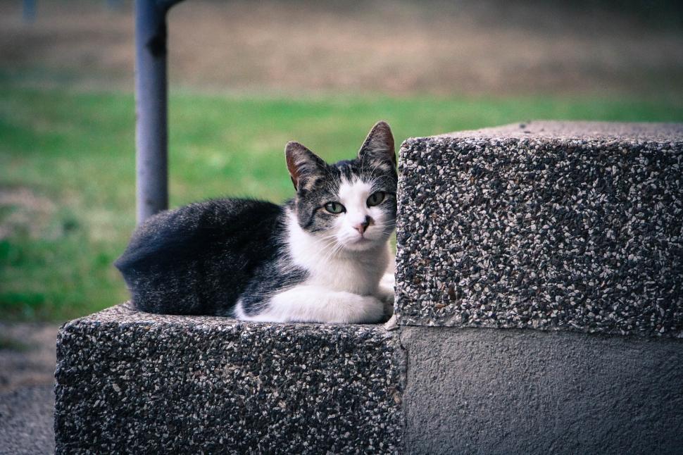 Free Image of Black and White Cat Sitting on Cement Wall 