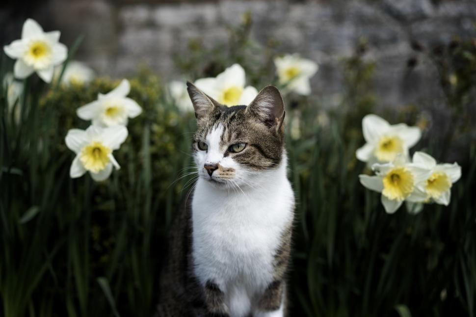 Free Image of A Cat Sitting in a Field of Daffodils 