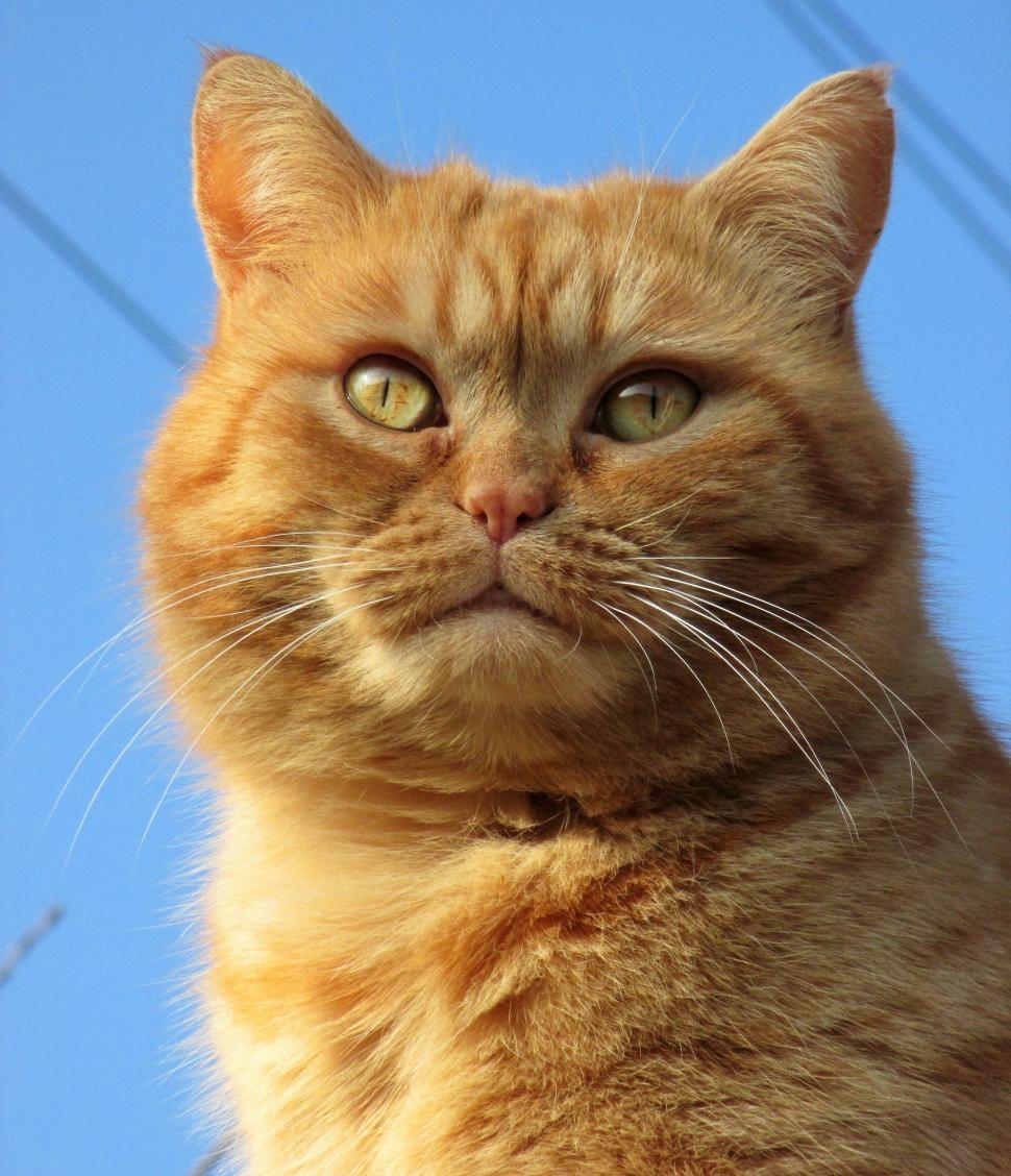 Free Image of Close-up of Cat Against Sky Background 