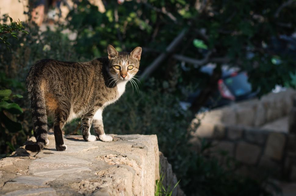 Free Image of Cat Standing on Rock Outdoors 