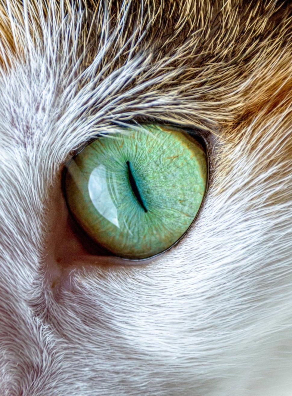 Free Image of Close Up of a Cats Green Eye 