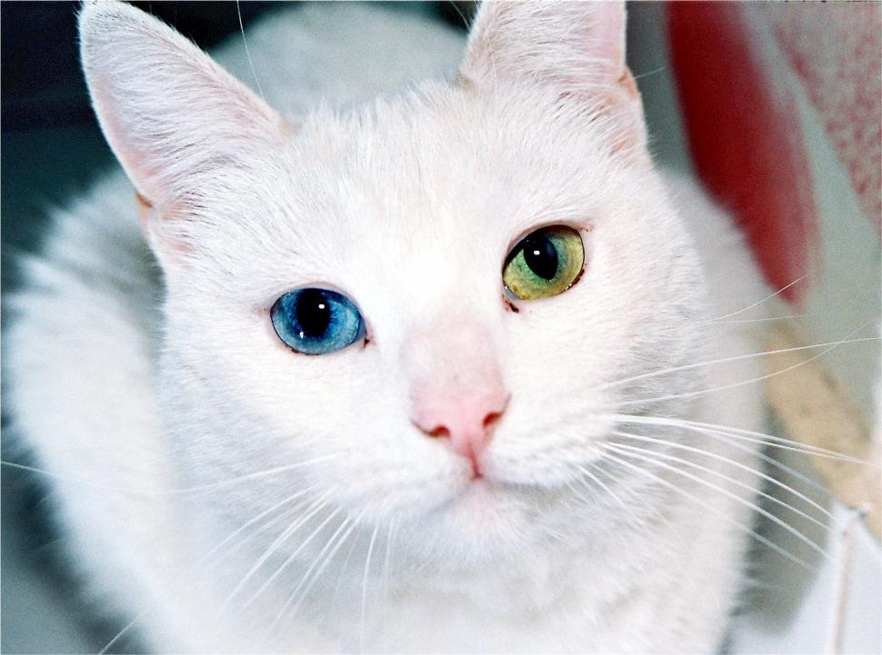 Free Image of Close Up of White Cat With Blue Eyes 