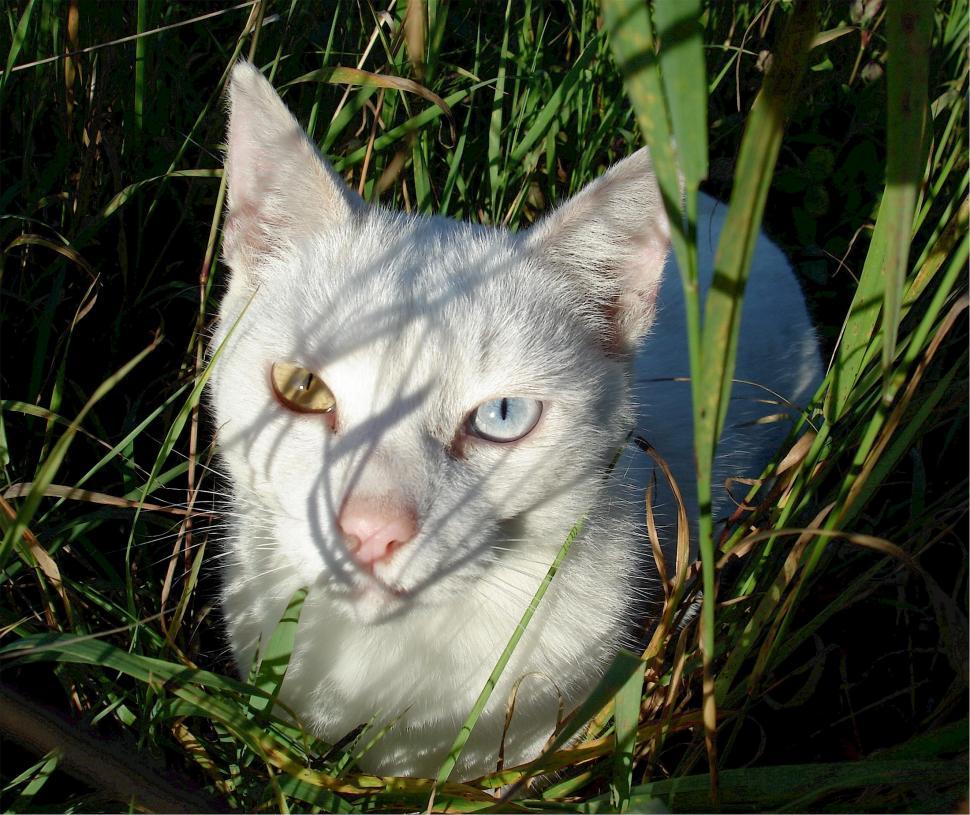 Free Image of White Cat Sitting in Grass Looking at Camera 