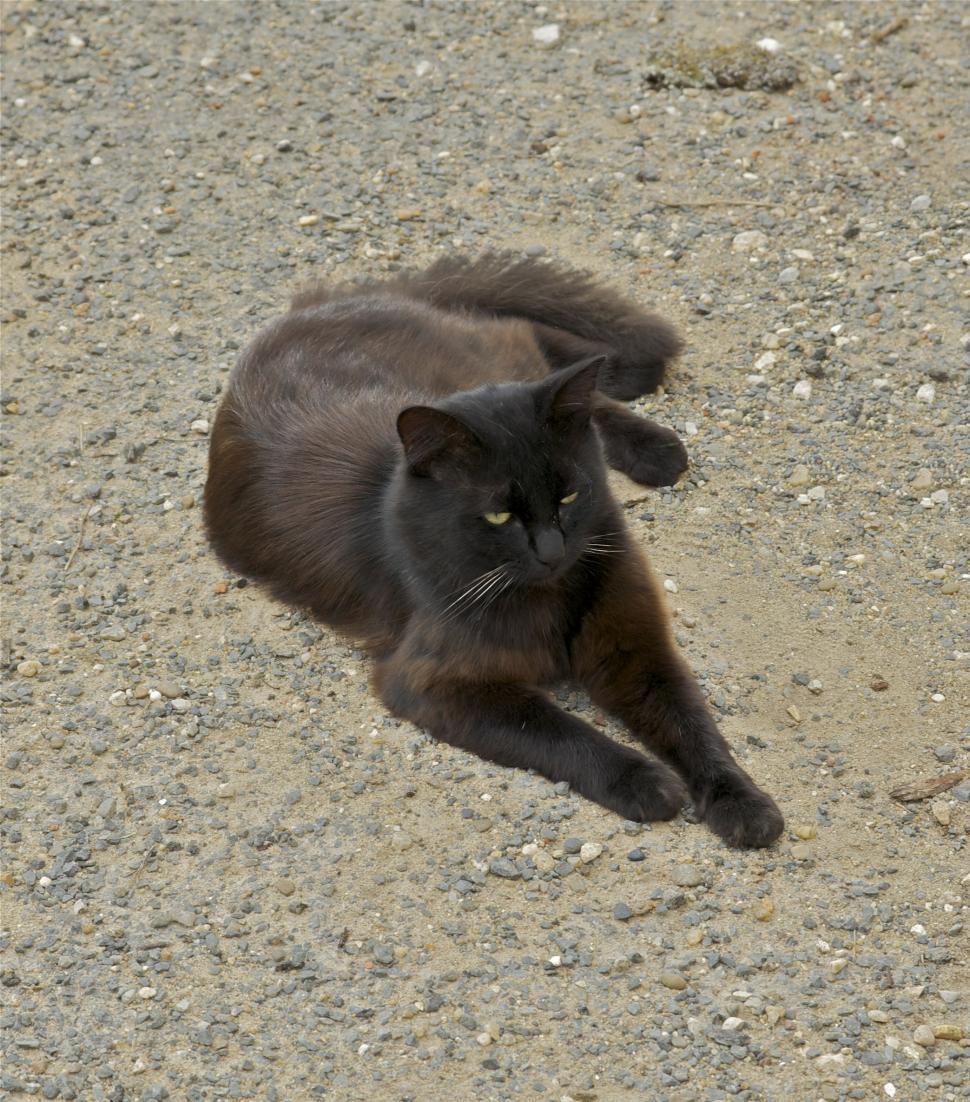 Free Image of Black Cat Relaxing on Gravel Road 