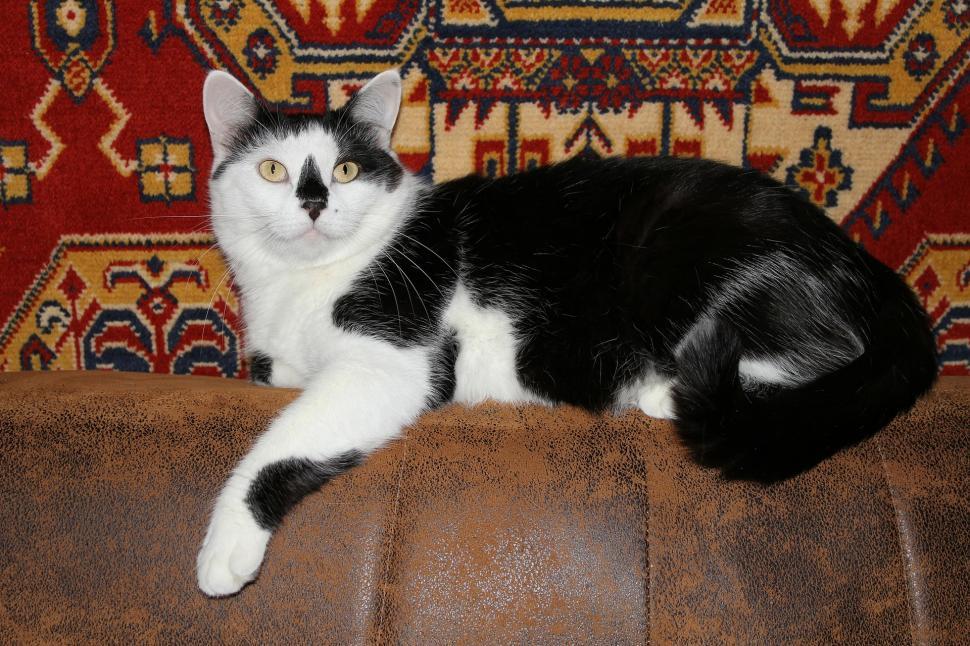 Free Image of Black and White Cat Sitting on Couch 