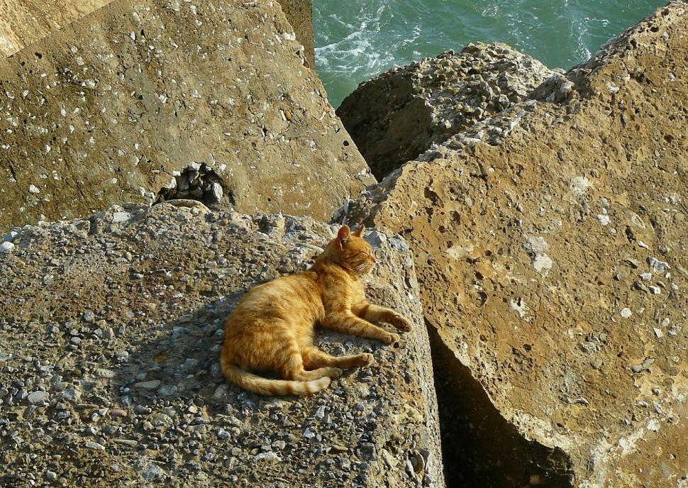 Free Image of Cat Laying on Rock by Ocean 