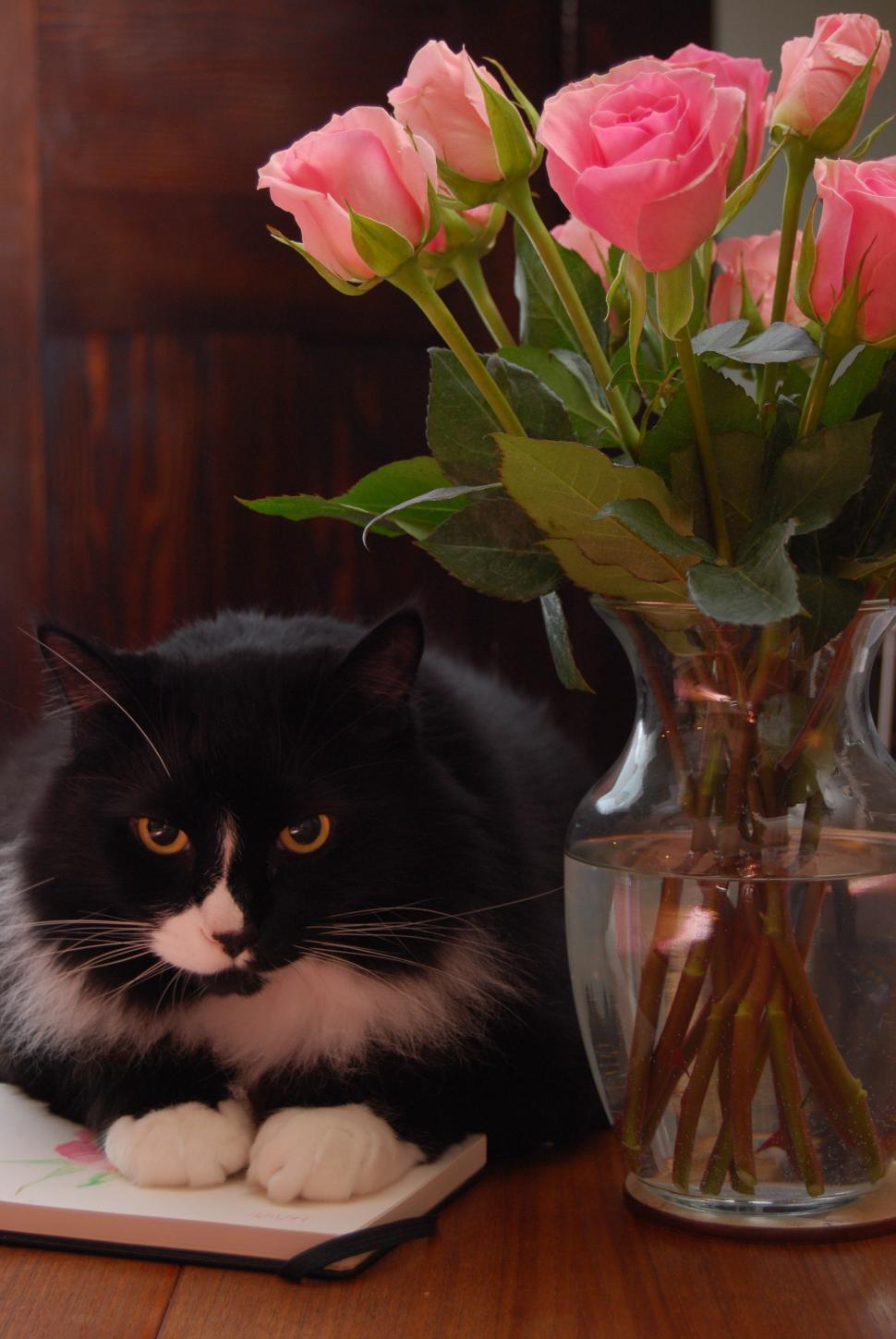 Free Image of Black and White Cat Sitting Beside a Vase of Roses 