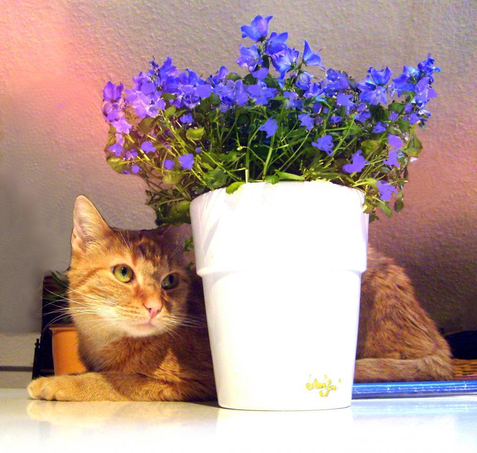 Free Image of Cat Sitting Next to Flower Pot 