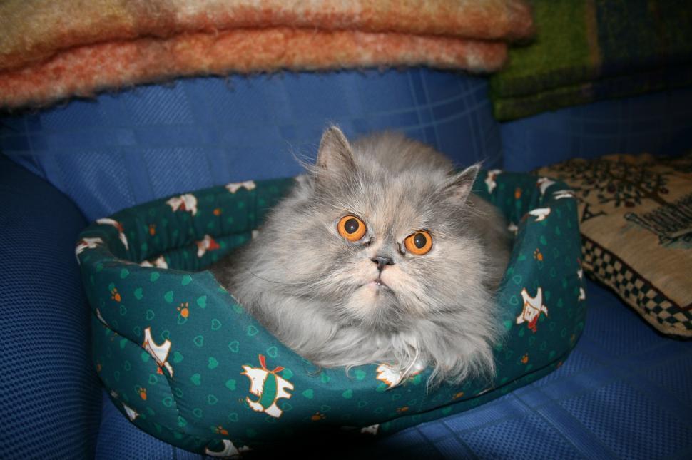 Free Image of Gray Cat Sitting in Blue Cat Bed 
