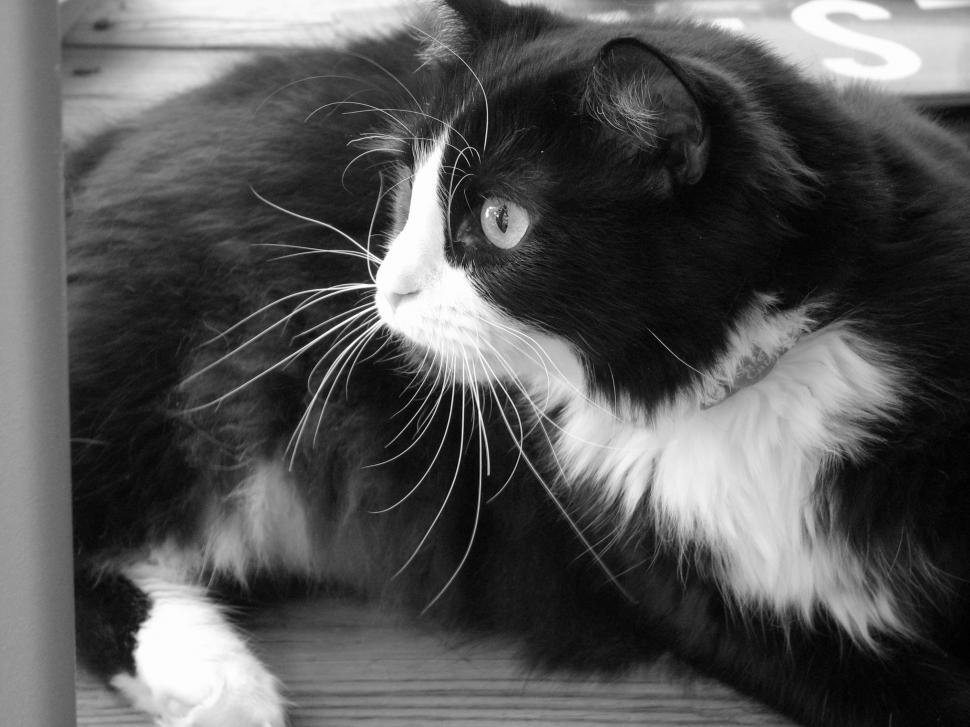 Free Image of Black and White Cat Sitting on Wooden Floor 