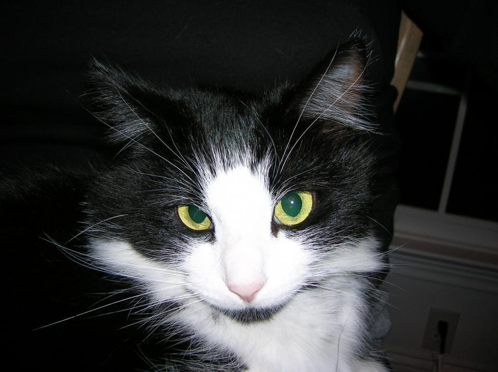 Free Image of Black and White Cat With Green Eyes 