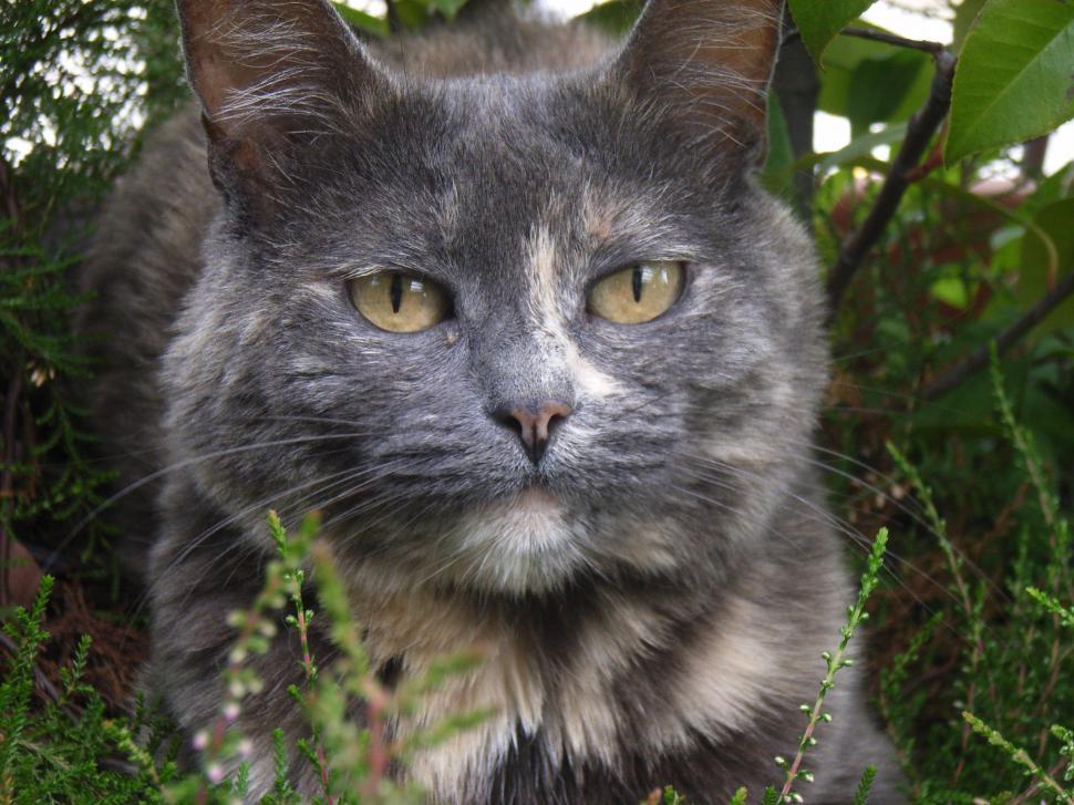 Free Image of Gray Cat Sitting in Grass 