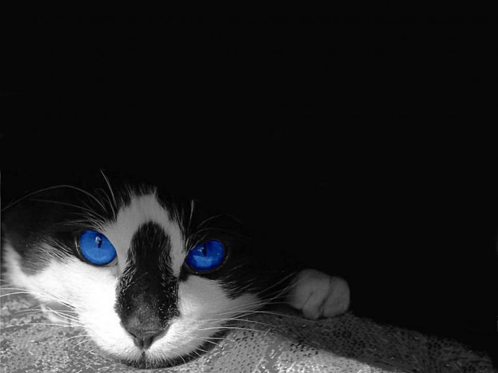 Free Image of Black and White Cat With Blue Eyes Laying Down 