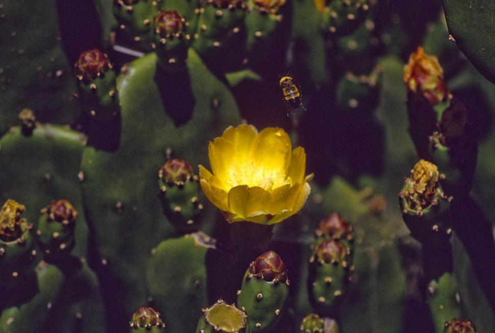 Free Image of Close Up of a Yellow Flower on a Cactus 