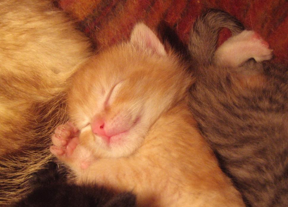 Free Image of Two Cats Sleeping Next to Each Other 