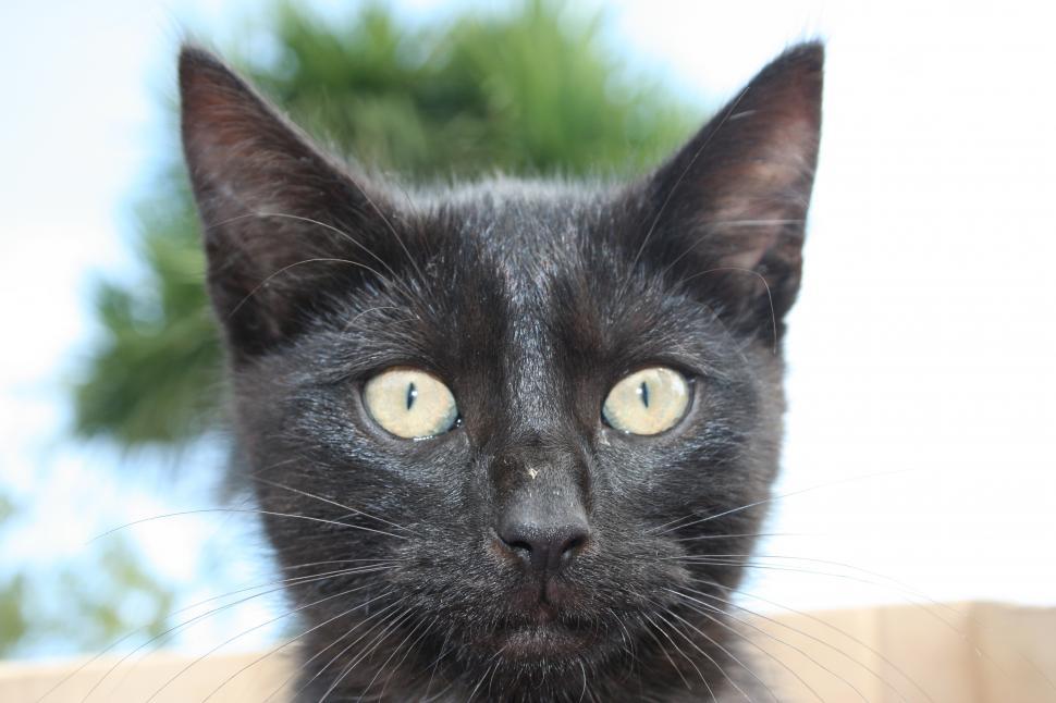 Free Image of Close Up of Black Cat Looking at Camera 