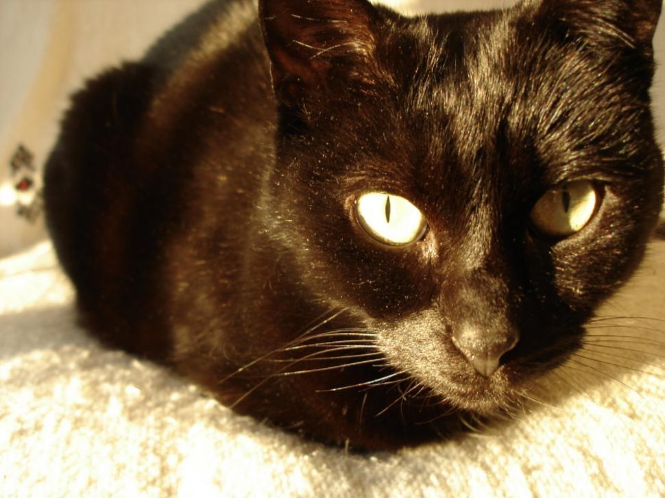 Free Image of Black Cat Resting on White Blanket 