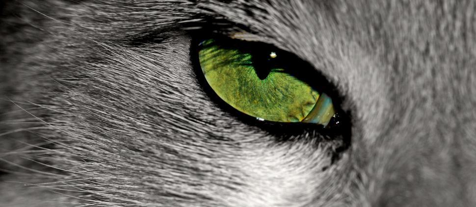 Free Image of Close-Up of a Cats Green Eye 