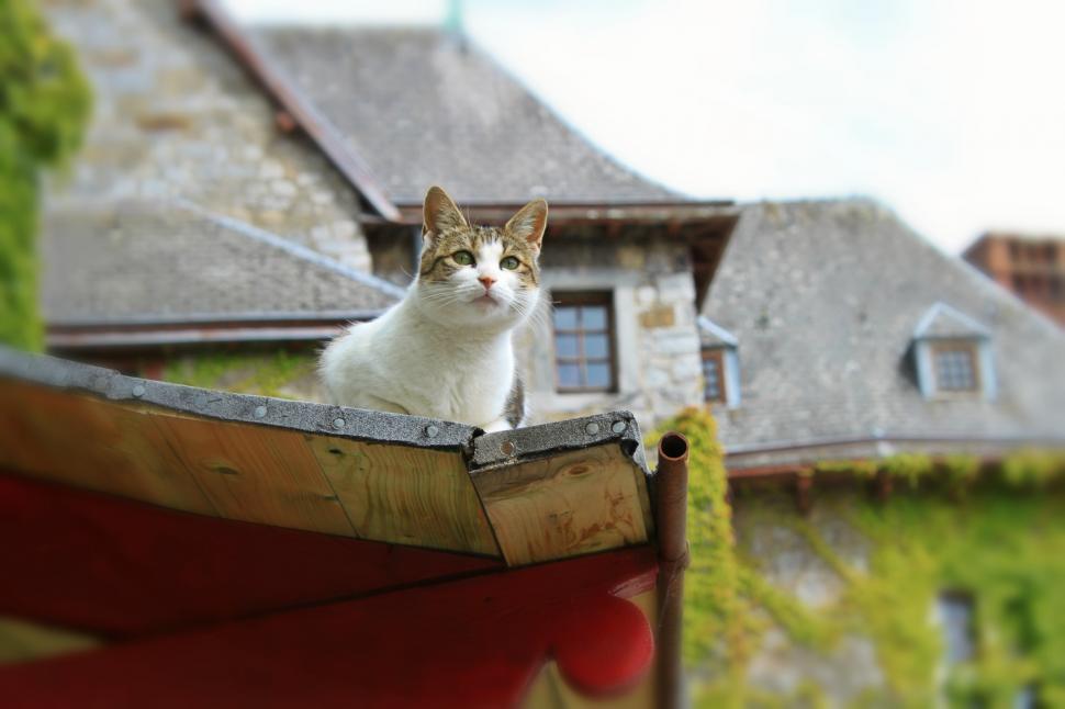 Free Image of Cat Sitting on Roof Next to House 