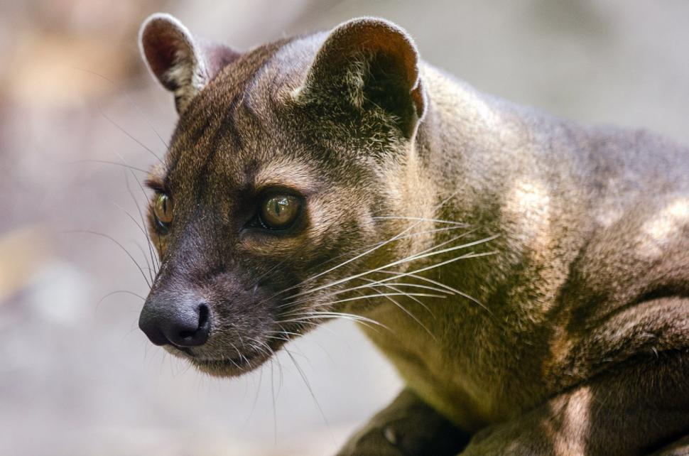 Free Image of cat feline cougar wildcat animal siamese cat domestic cat mammal domestic animal cute 