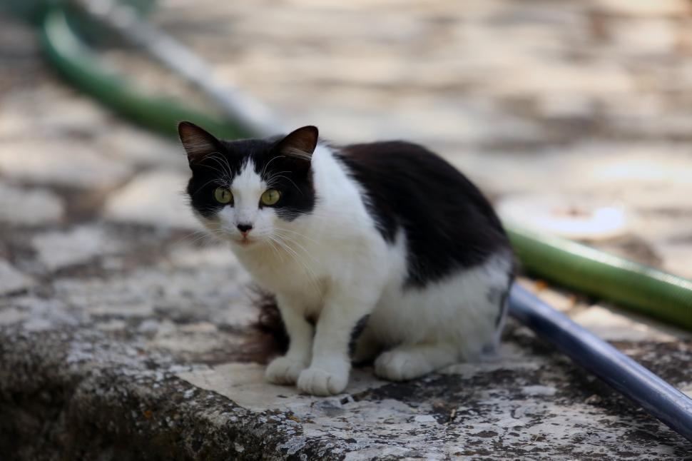 Free Image of Black and White Cat Sitting on Top of Cement Slab 
