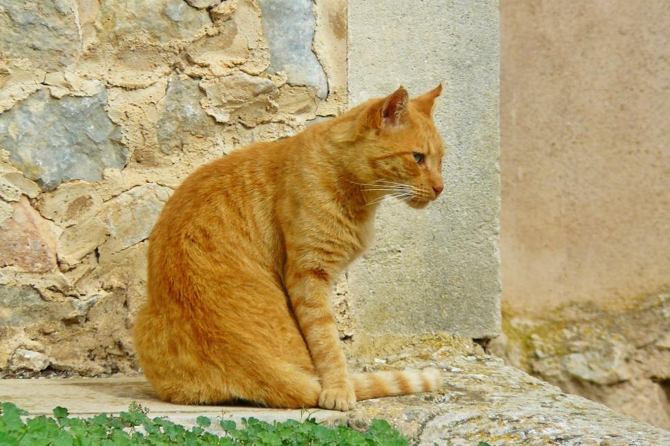 Free Image of Orange Cat Sitting Next to Stone Wall 